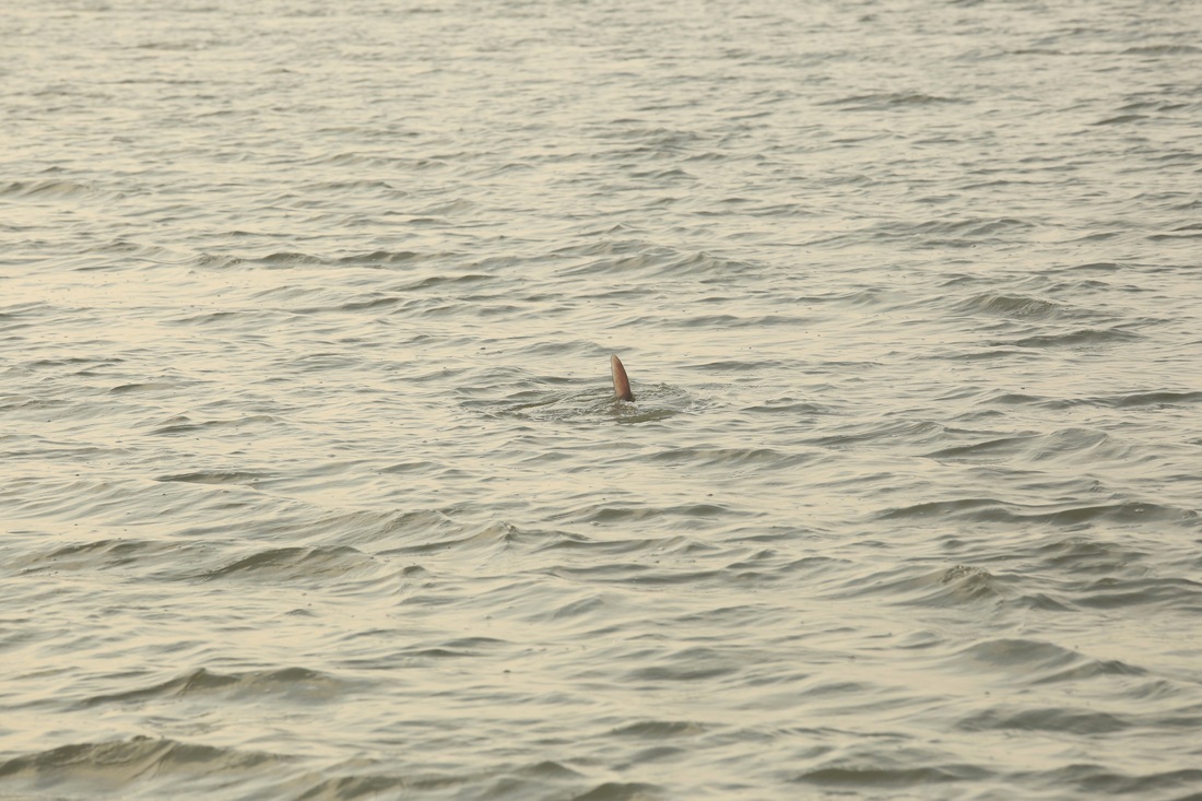 South Carolina Tarpon on the Fly Charleston Fly Fishing Expeditions