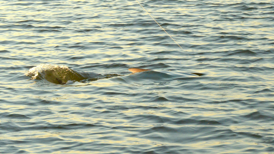 South Carolina Tarpon on the Fly Charleston Fly Fishing Expeditions